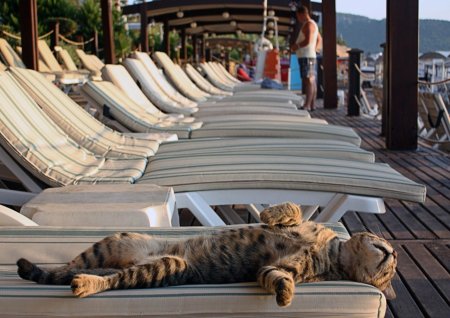 Кошка отдыхает