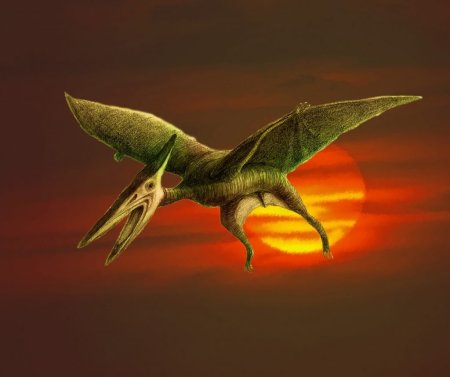 ,Птеро птеродактиль