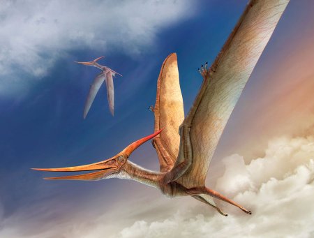 Птеранодон лонгицепс