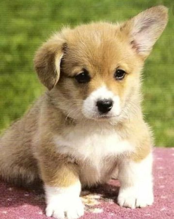 Щенок корги Шелби