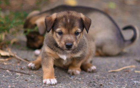 Милые щенки