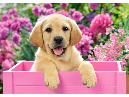 Собака лабрадор