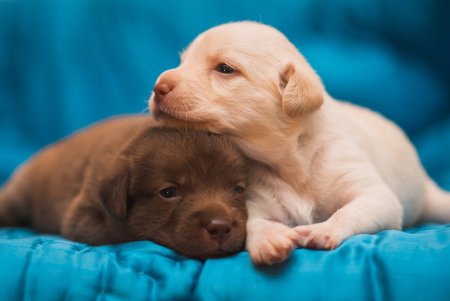 Картинки щенков