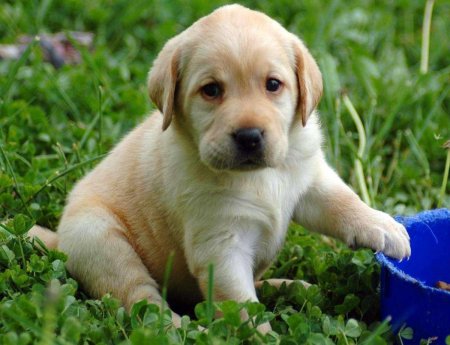 Лабрадор ретривер пятнистый