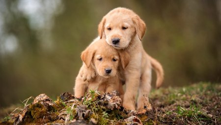 Золотистый ретривер маленький лабрадор