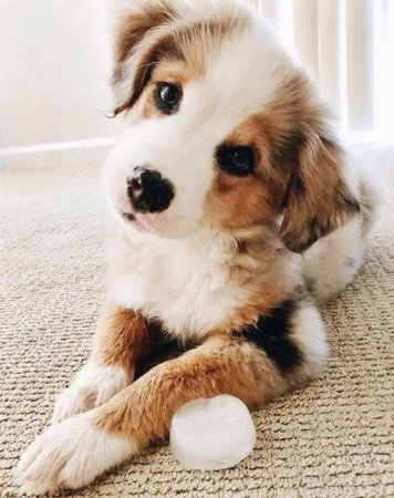 Милые щеночки