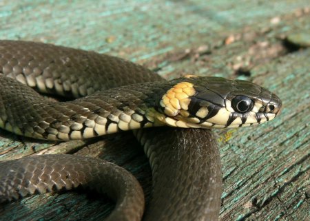 Обыкновенный уж Natrix Natrix