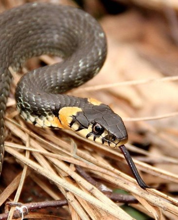 Змея уж обыкновенный