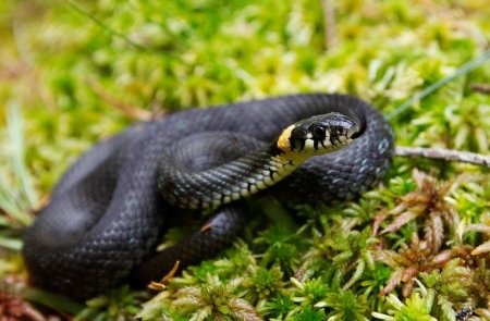 Змея уж обыкновенный