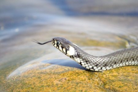 Обыкновенный уж