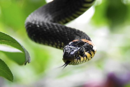 Змея уж обыкновенный