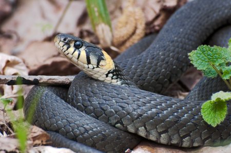 Уж обыкновенный - змея неядовитая