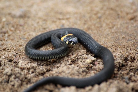 Обыкновенный уж Natrix Natrix