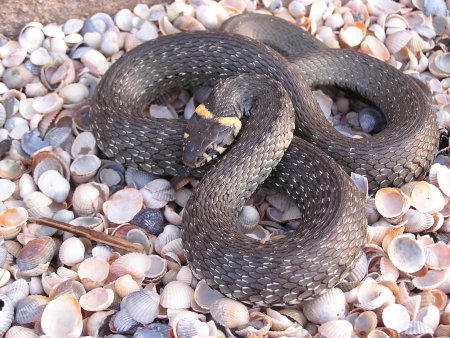 Змея уж обыкновенный