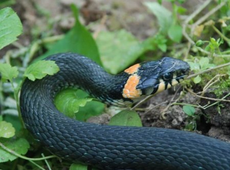 Обыкновенный уж