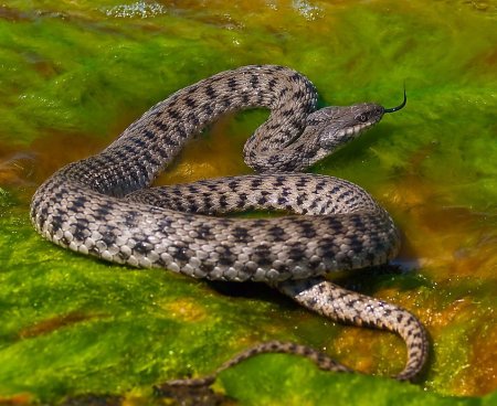 Водяной уж (Natrix tessellata)