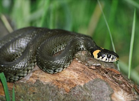 Натрикс Натрикс