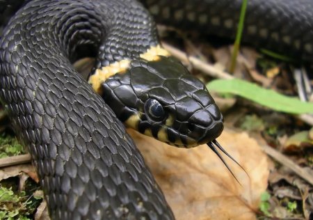 Уж обыкновенный - змея неядовитая