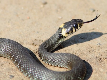 Обыкновенный уж Natrix Natrix