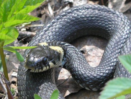 Обыкновенный уж Natrix Natrix