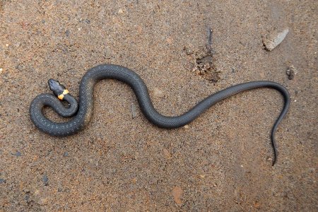 Уж обыкновенный черный