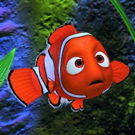 Рыба клоун Немо