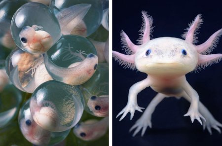 Аксолотль личинка амбистомы