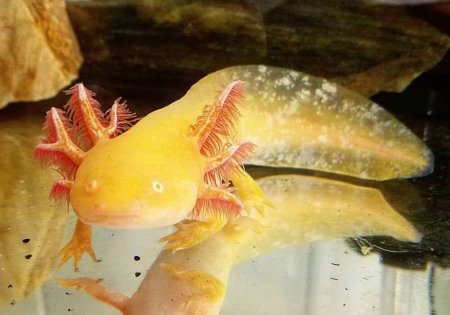 Аксолотль золотой дракон