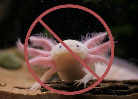 Аксолотль мальки