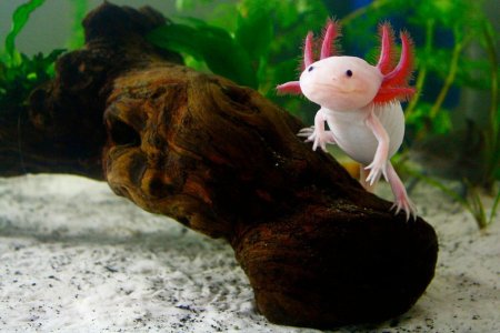 Аквариумная рыбка аксолотль