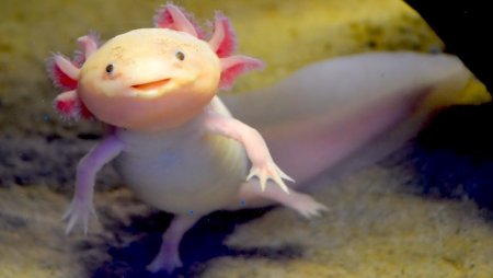 Кигуруми аксолотль