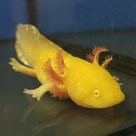Аксолотль золотой
