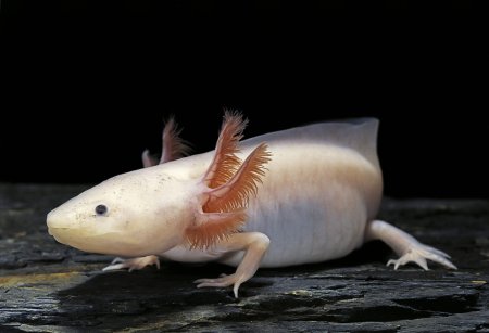 Тритон аквариумный аксолотль