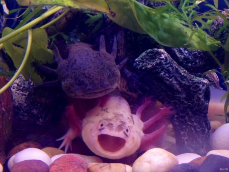 Тритон аквариумный аксолотль