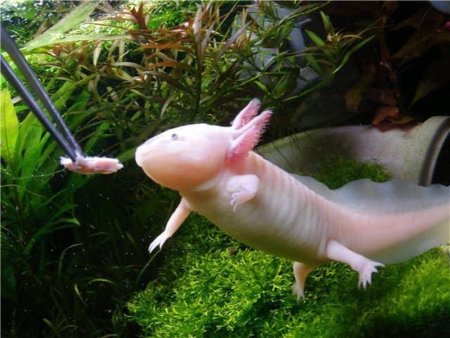 Аксолотль аквариумный содержание