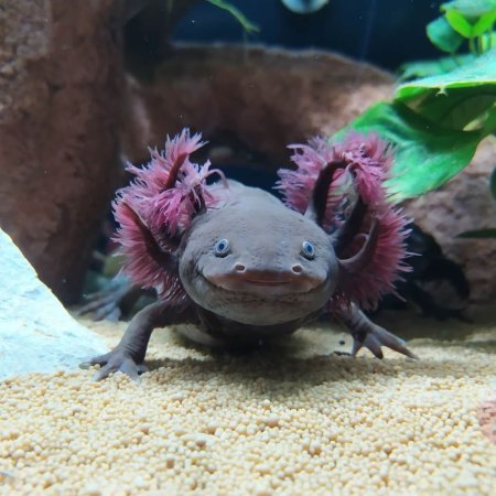 Тритон аквариумный аксолотль