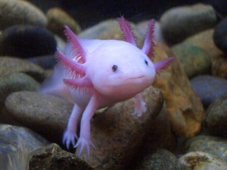 Аксолотль личинка амбистомы