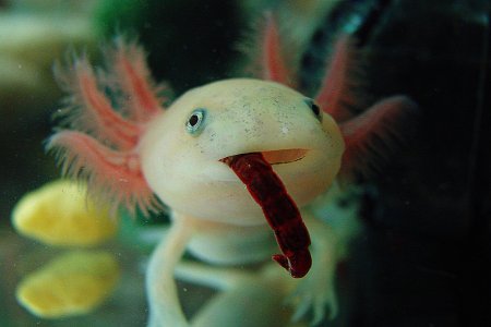 Аквариумные дракончики аксолотль