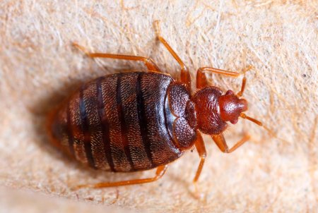 Постельный клоп Cimex lectulari