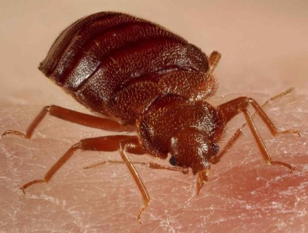 Постельный клоп (Cimex lectularius)