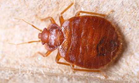 Клоп постельный кровососущий паразит