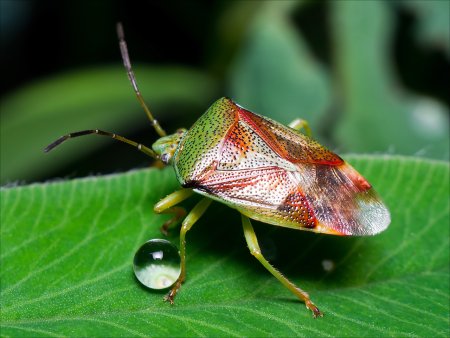 Клоп щитник