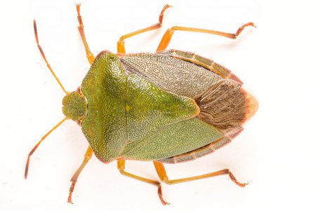 Клоп щитник черепашка