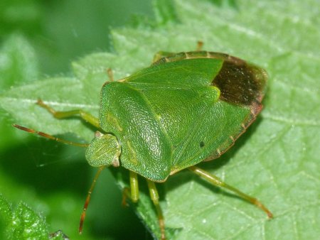 Клоп щитник зеленый