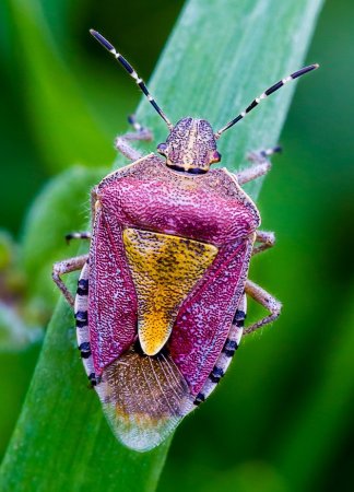 Клоп щитник зеленый