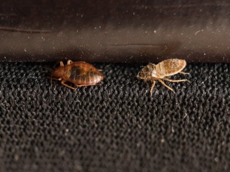 Жук кожеед экскременты