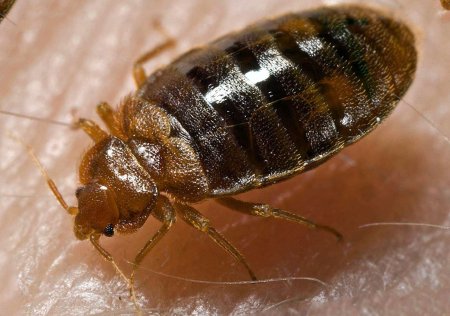 Постельный клоп (Cimex lectularius)