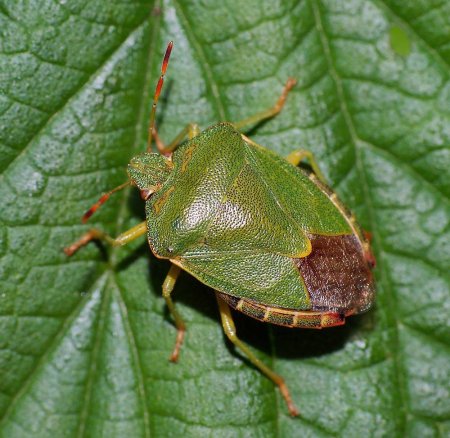 Клоп щитник зеленый