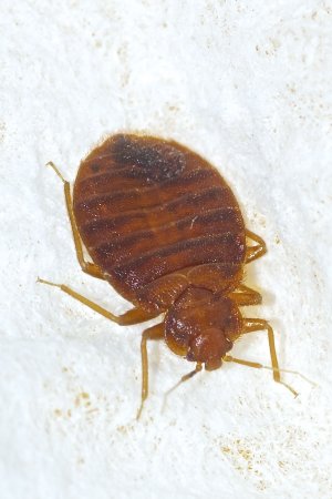 Клоп щитник