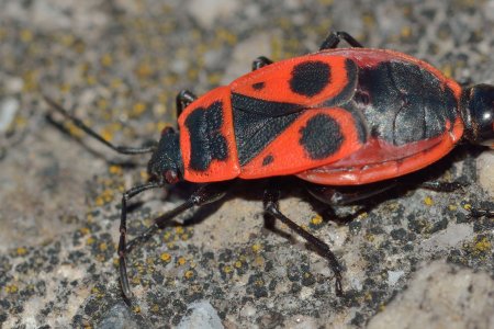 Клоп-солдатик – Pyrrhocoris apterus